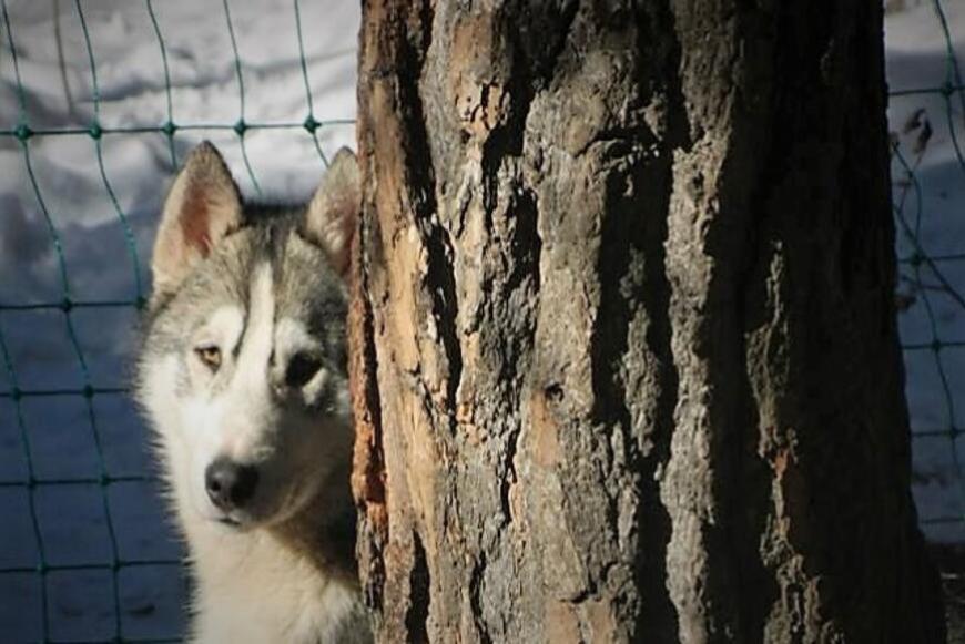 Animali e comunità: una risorsa che cura