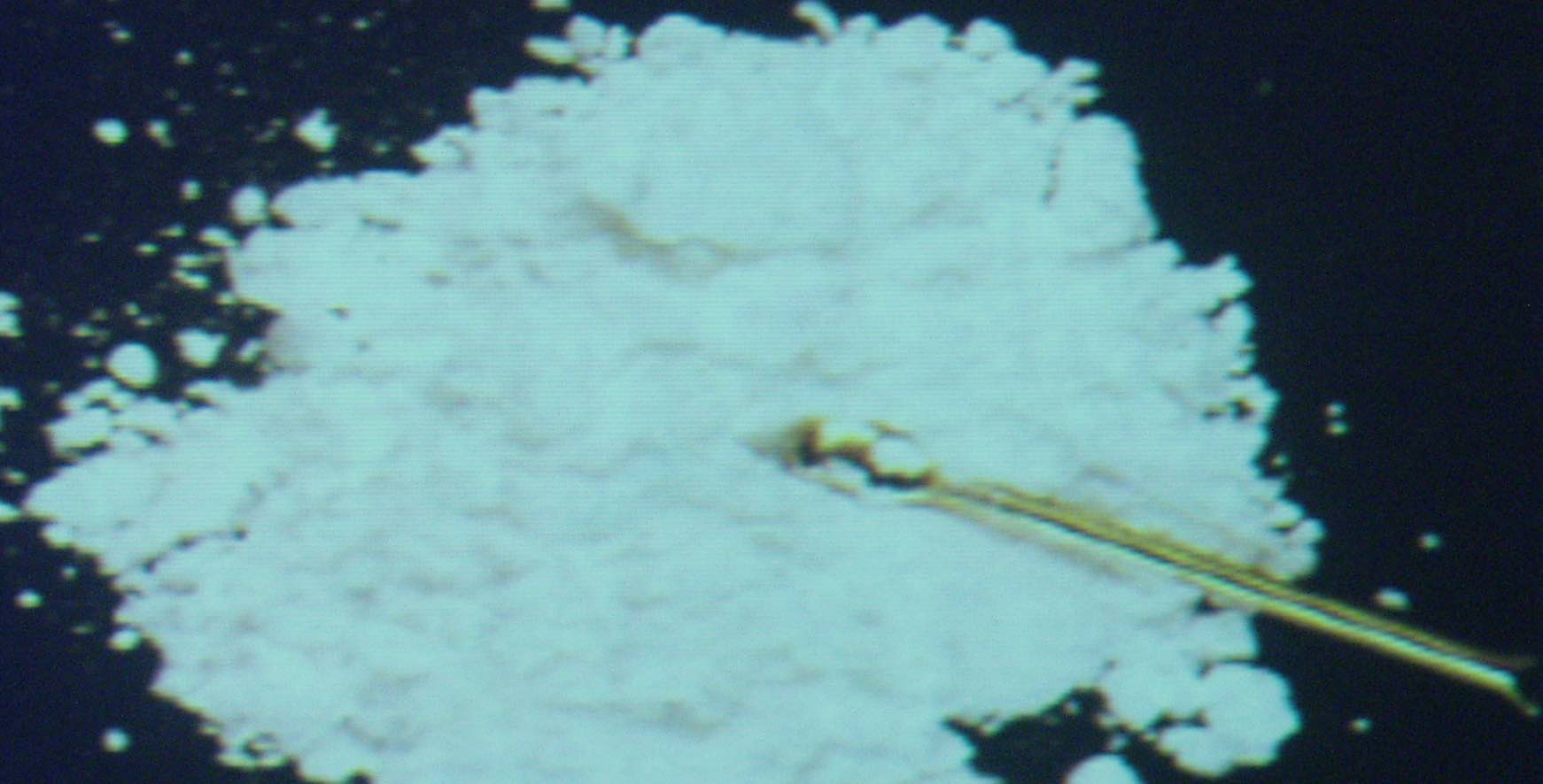 cocaina89-1