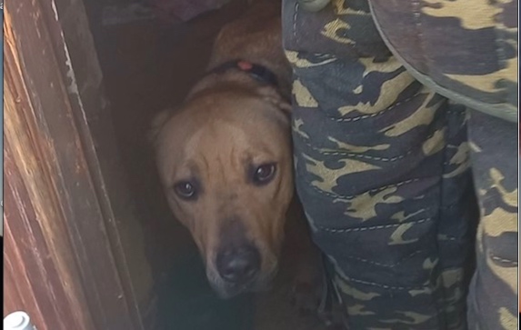 cane-maltrattato-castelletto-ticino-per-sito