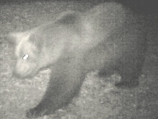 foto-avvistamento-orso