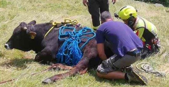recupero-animale-ferito-calasca-castiglione