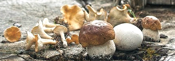 funghi