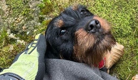 cane-salvato-dai-vigili-del-fuoco-04_12_25-copia