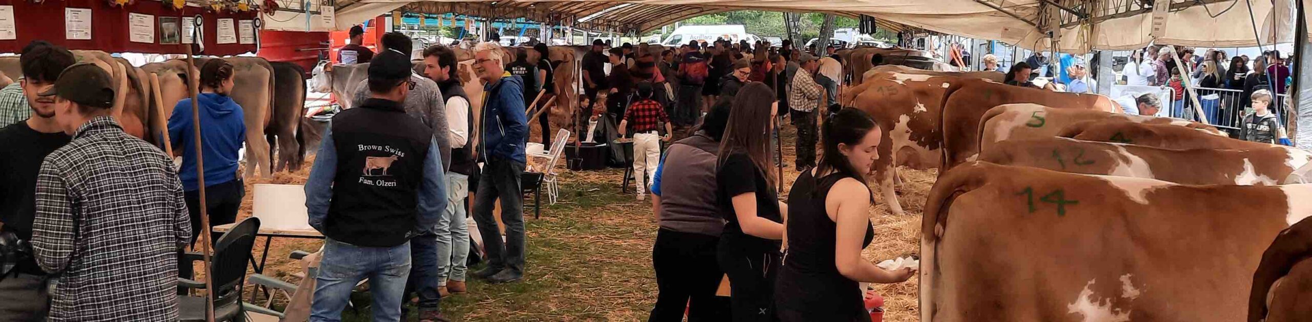 bovine-in-attesa-sotto-il-tendone-di-sosta-e-allevatori-in-preparazione-prima-di-far-sfilare-i-capi-nel-ring-copia